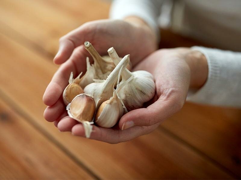 Чеснок защитит ваш участок от микроорганизмов и вредителей