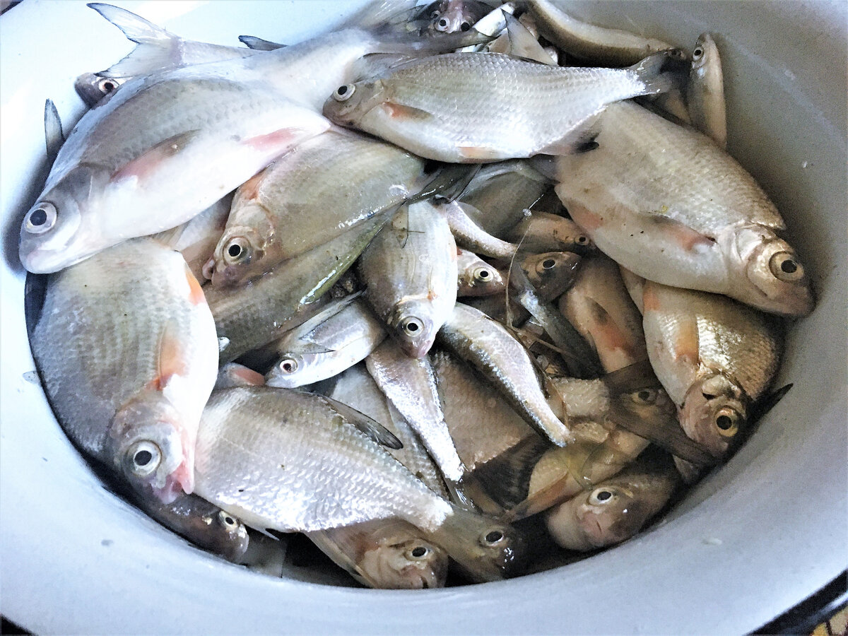 Эту рыбу муж поймал 15 мая, когда я тусила в городе. Рыбёшка с первой рыбалке на следующей фотографии, листайте 👉