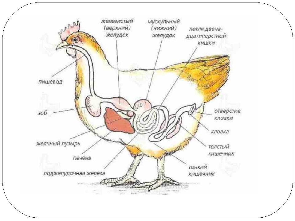 Где находятся почки у курицы фото