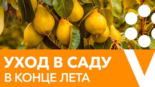 ОТВЕТЫ НА ВСЕ ВОПРОСЫ ПО УХОДУ ЗА ПЛОДОВЫМ САДОМ И ЯГОДНИКАМИ В КОНЦЕ ЛЕТА!