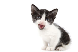 Кошки очень хорошо умеют дать понять, чего они хотят, издавая различные звуки, или при помощи движений. Вам не потребуется много времени, чтобы научиться понимать вашего питомца. 