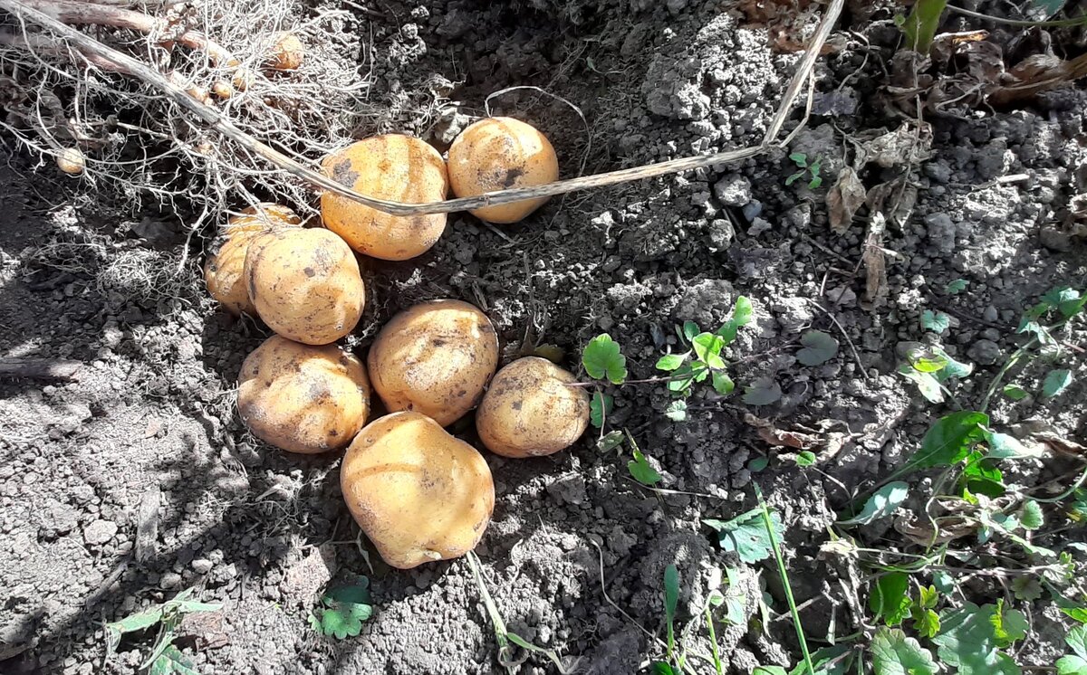 молодая картошка, еще много мелкой и зачатков.