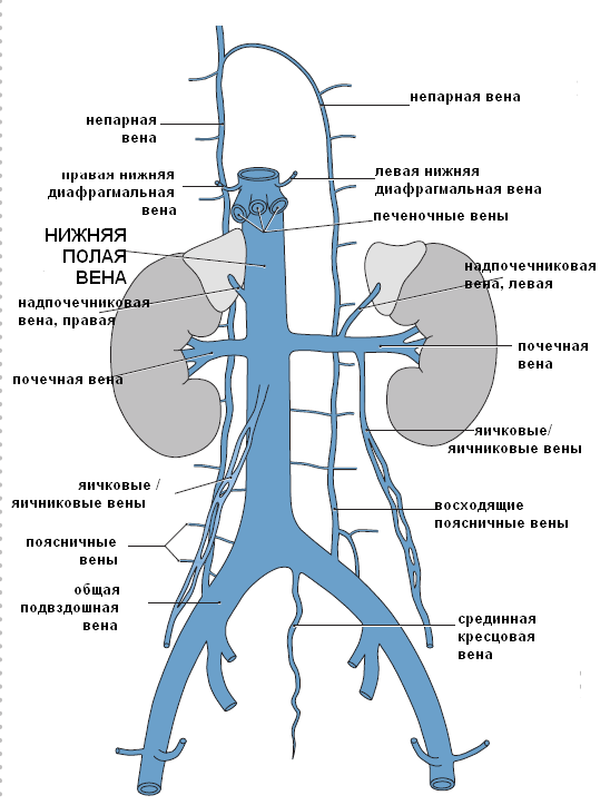 Правая почечная вена. Вены брюшной полости схема. Безымянная Вена анатомия. Верхняя и нижняя полые вены анатомия.