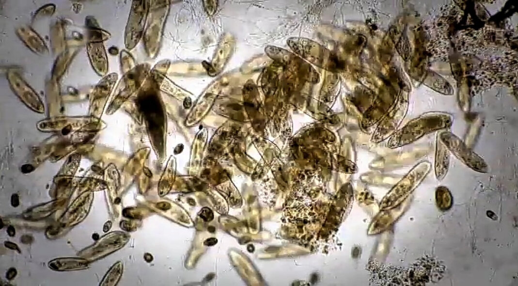 Маленькие помощники Дейзи