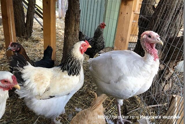 Добрый день! Обычно мясо любых птиц-бройлеров на вкус намного лучше обычного, так как оно мягче, сочнее и даже привлекательнее на вид.-7