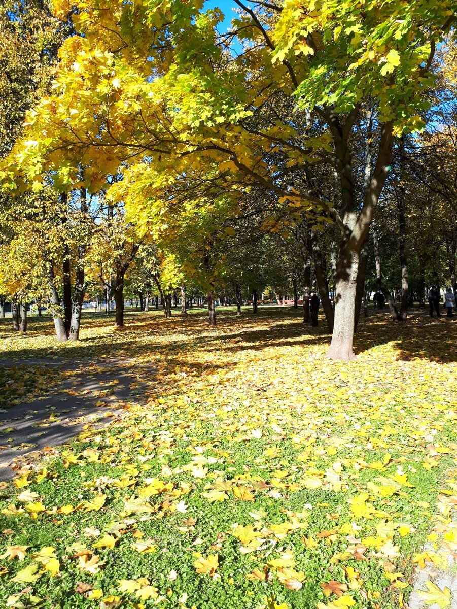 золотая осень 