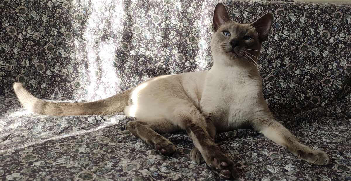 Царь зверей