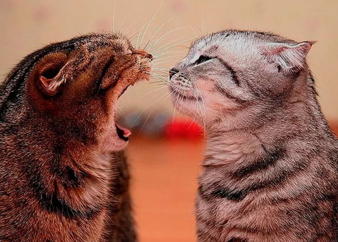 Не люблю спорить. Ты моя злюка. Люблю прикольные. Кошки ругаются. Смешные картинки про любовь.