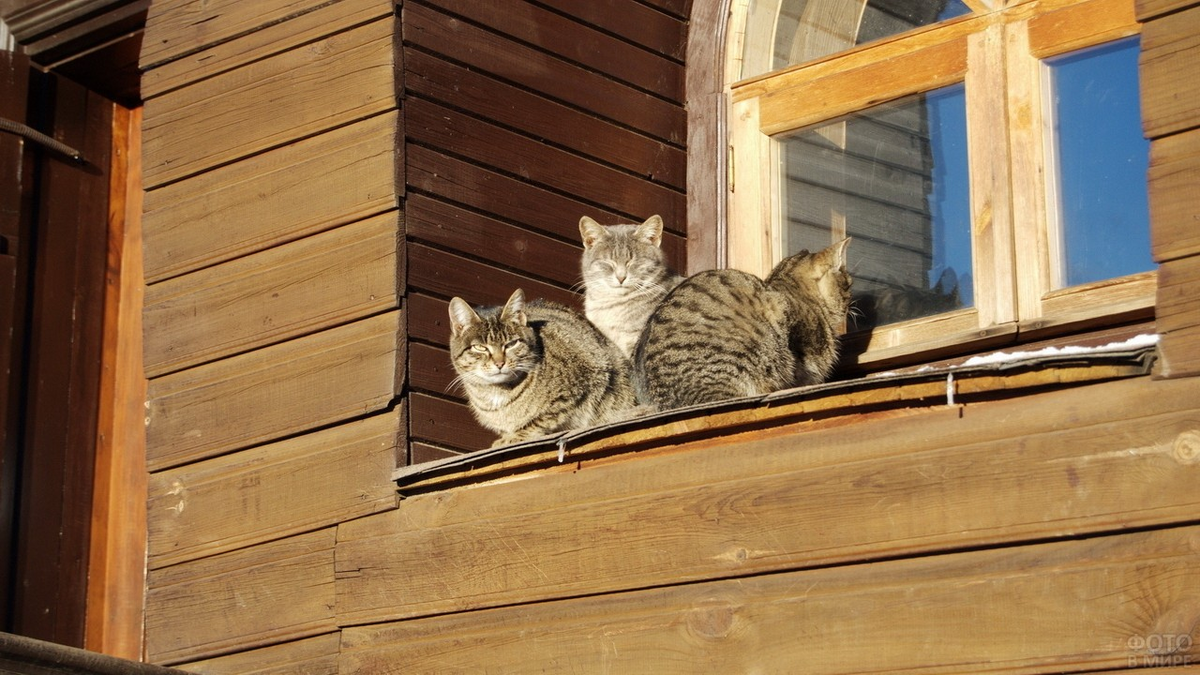 Дома все таки лучше. Кошка в деревне. Домик для кошек. Деревенский кот. Кошка в деревенском доме.