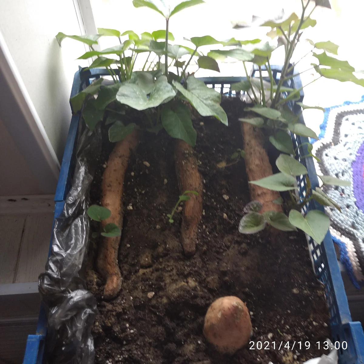 Одиночный так и загнил