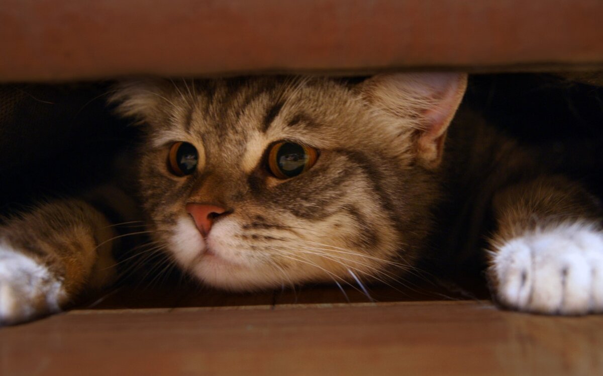 Фото из Интернета.