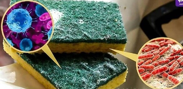 Губки самый грязный предмет в доме