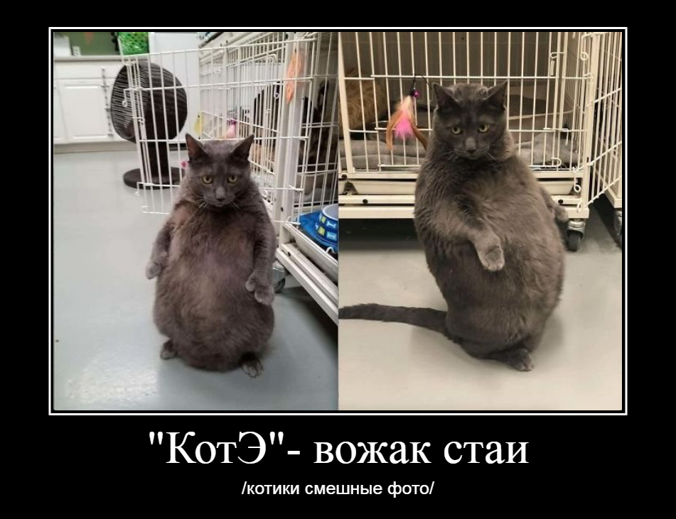 Картинки котов и кошек