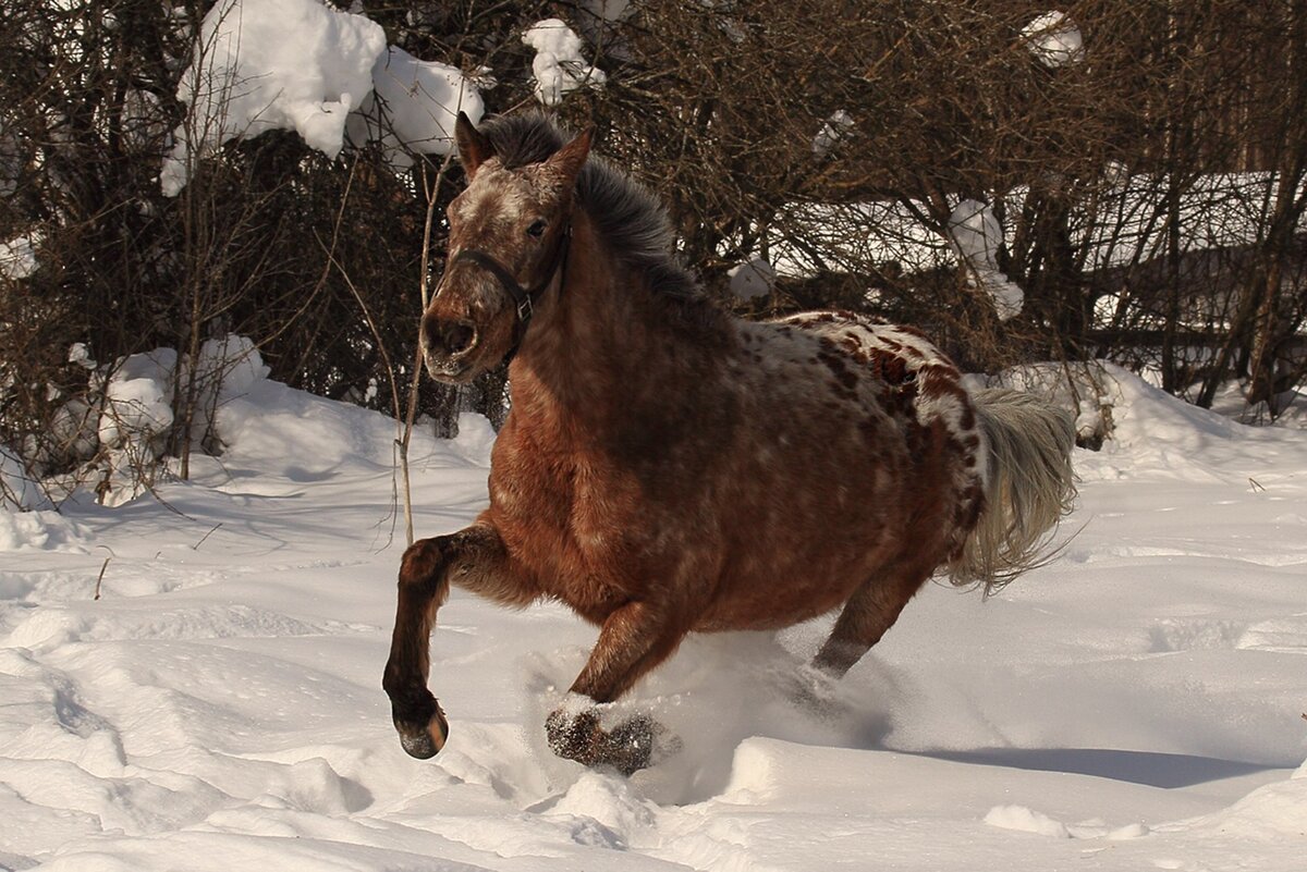 Лошадь играет в снегу