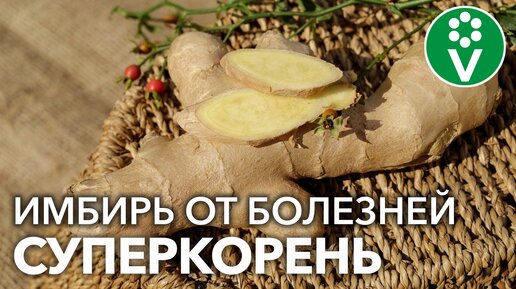 Перестаньте покупать имбирь! Вот как вырастить его дома и на огороде! Нарастёт столько, хватит всем