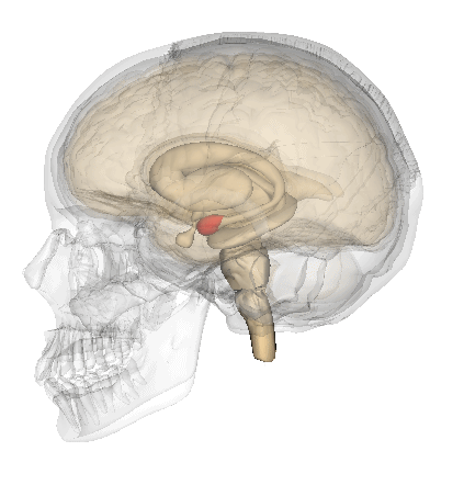 Миндалевидное тело отмечено красным: ru.wikipedia.org/wiki/Миндалевидное_тело