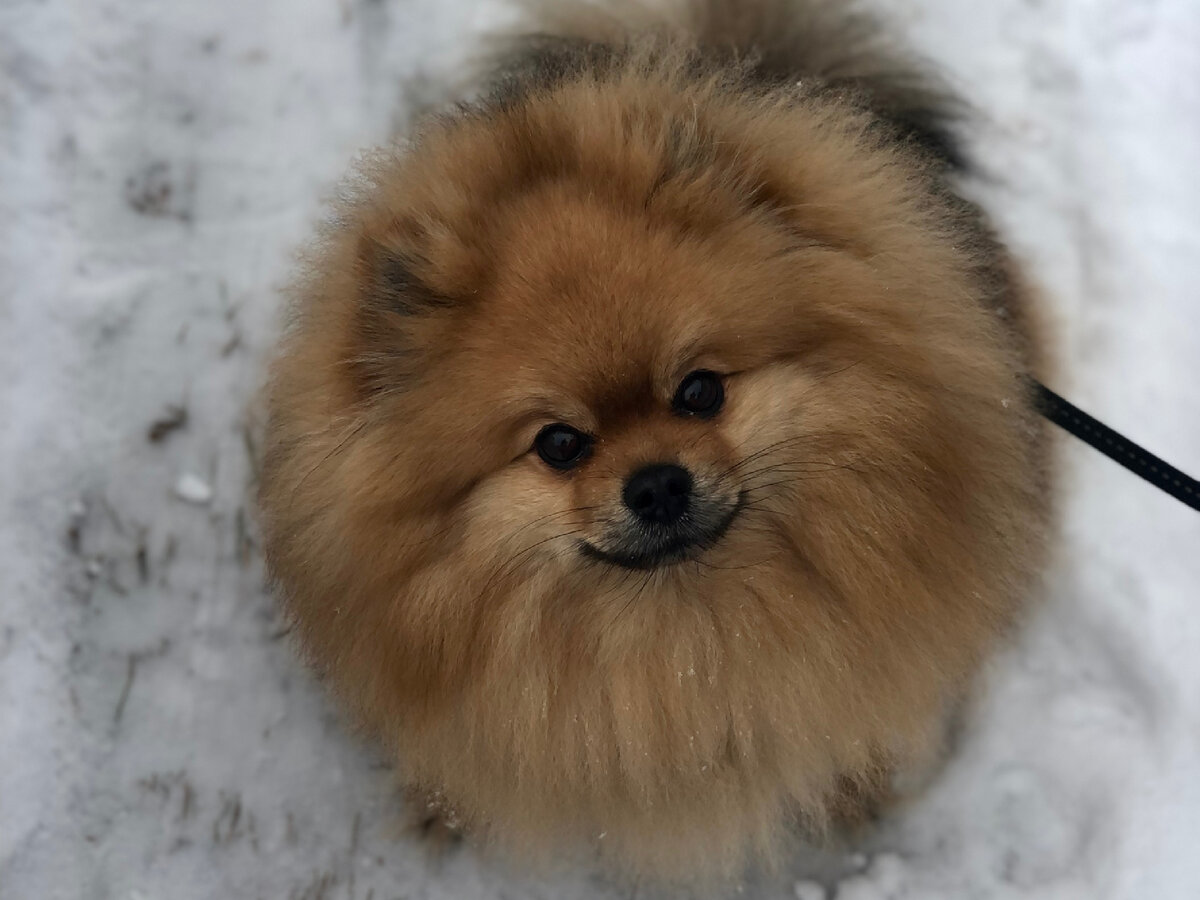 Наш пес гуляет во дворе в любую погоду. Летом приходит в дом только на ночь. Но делать дела предпочитает конечно за территорией