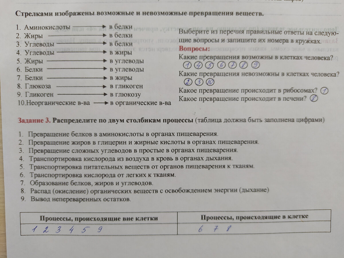 Изучаем кожу в 8 классе и подводим итоги по теме «Обмен веществ» | Елена  Сова: пуд соли в школе | Дзен