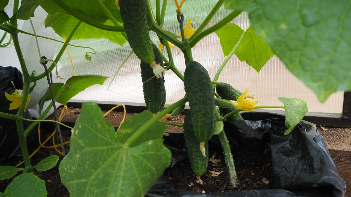 Огурцы в пакете