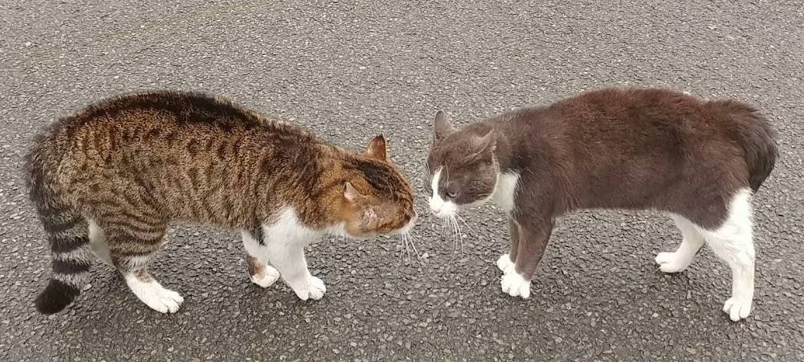Как говорить с человеком, если ваши мнения противоположны