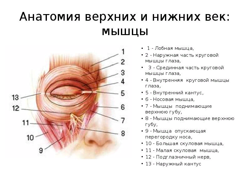 XXXII век до н. э.