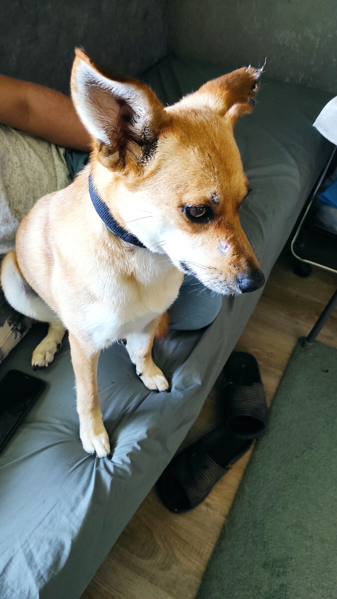 Левое ушко заживает, шрам на морде затягивается, но о мире пока и не мечтаем. 