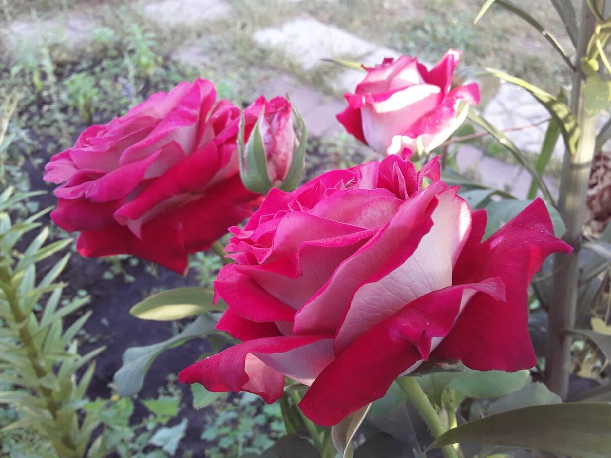 Чайно-гибридная роза, сорт Monica Bellucci