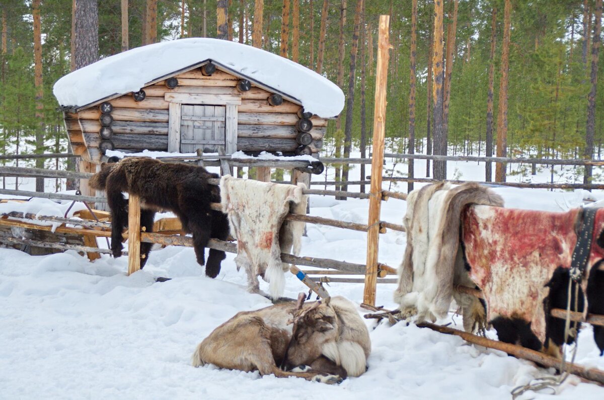 Стойбище Карамкинское. Лабаз и загон для оленей.