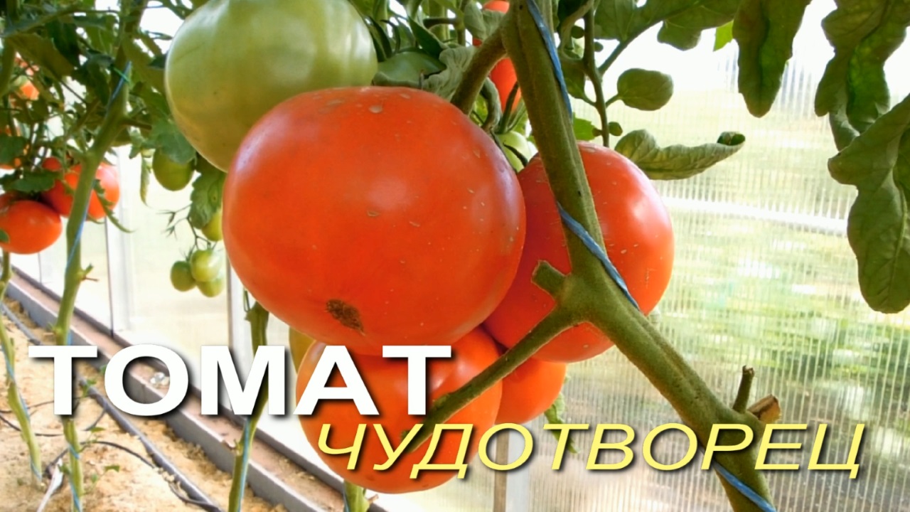 Сорт томата чудотворец. Сорт томата чудотворец