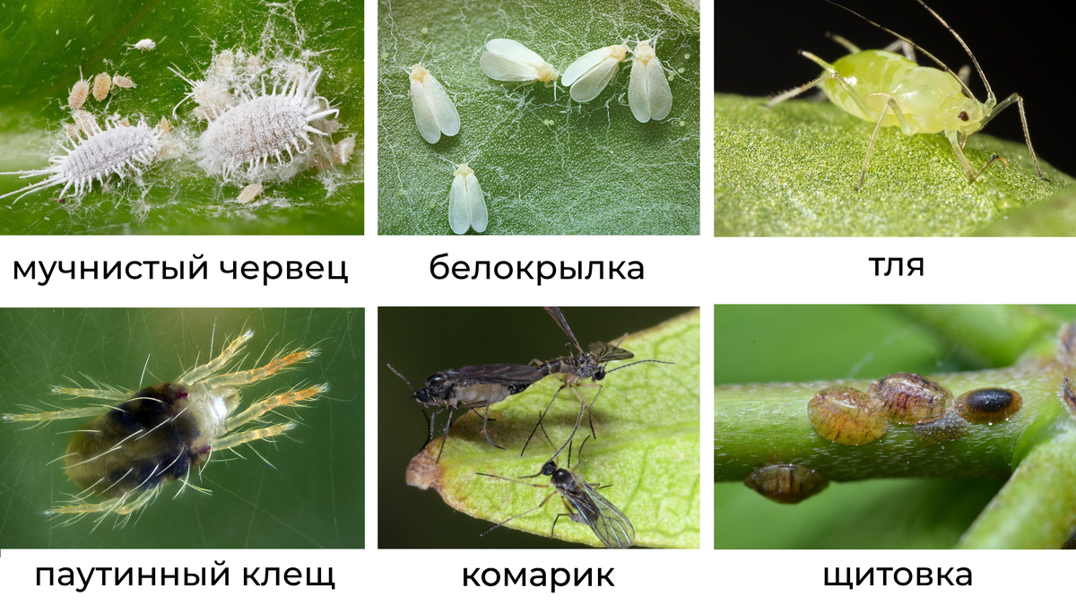 Паутинный клещ: основные признаки поражения, методы борьбы