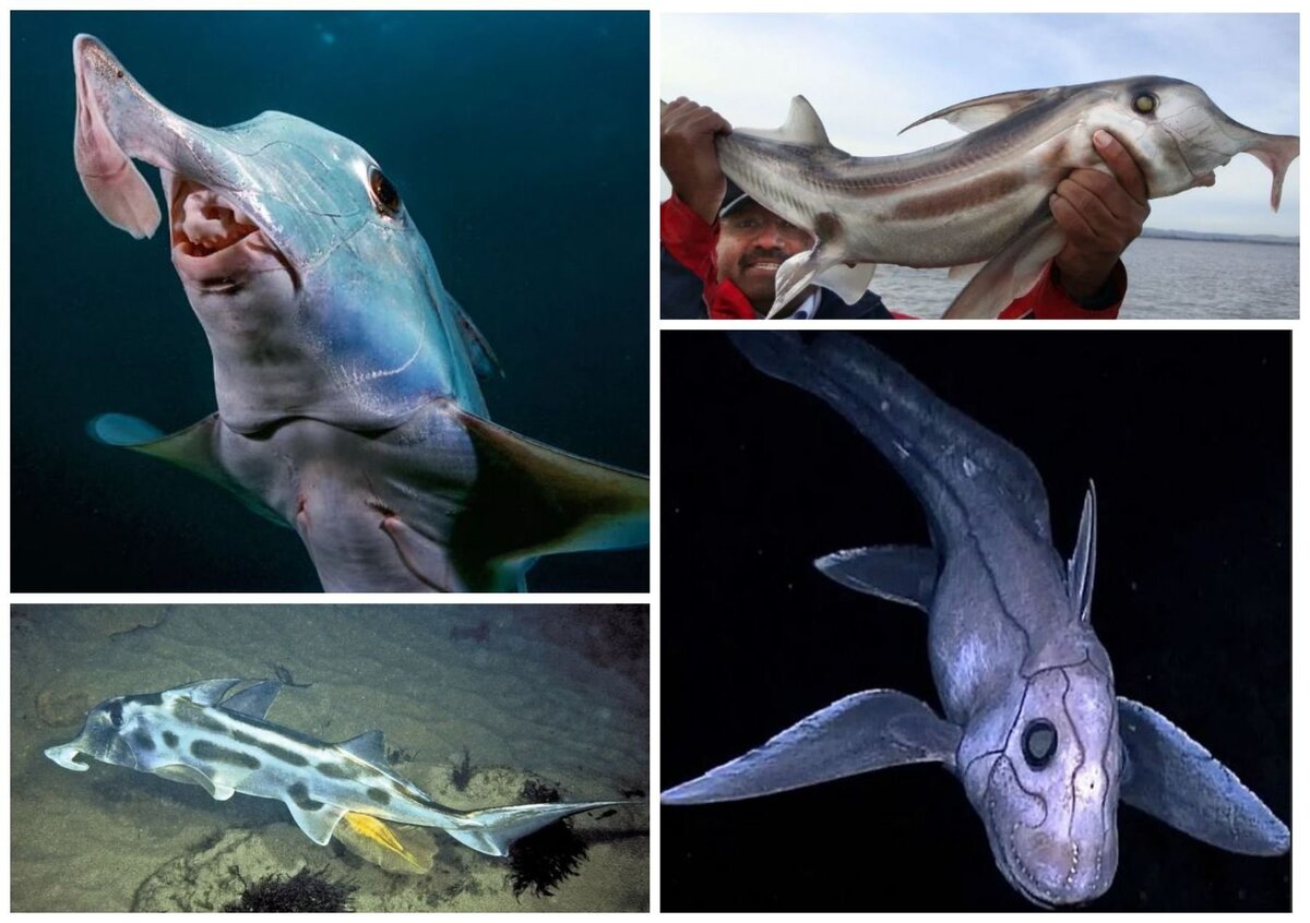 Ребята, не хочу хвастаться, но я мастер на все плавники)