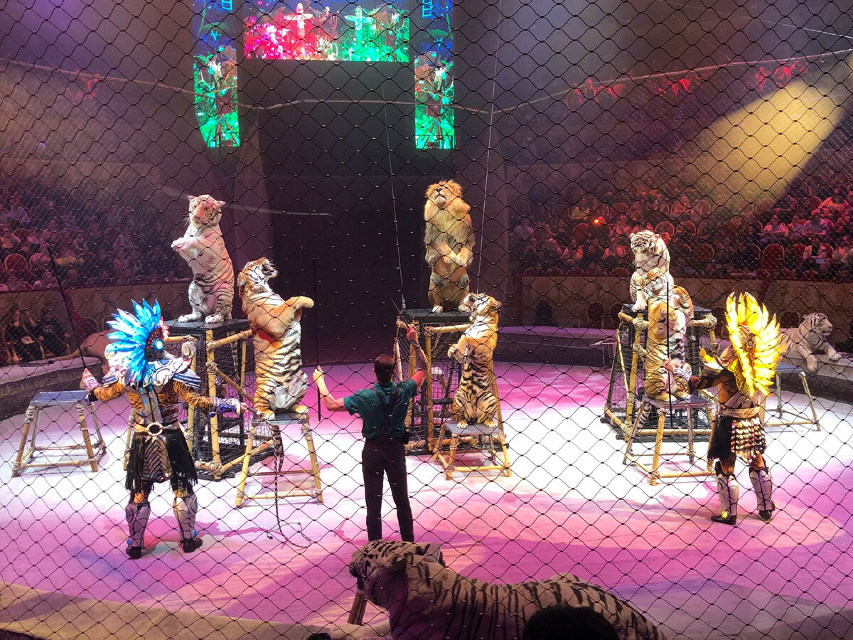 братья запашные цирк. шоу запашных 2024 в спб. цирк запашных спб 2023. шоу запашных 2024 в спб. московский цирк.