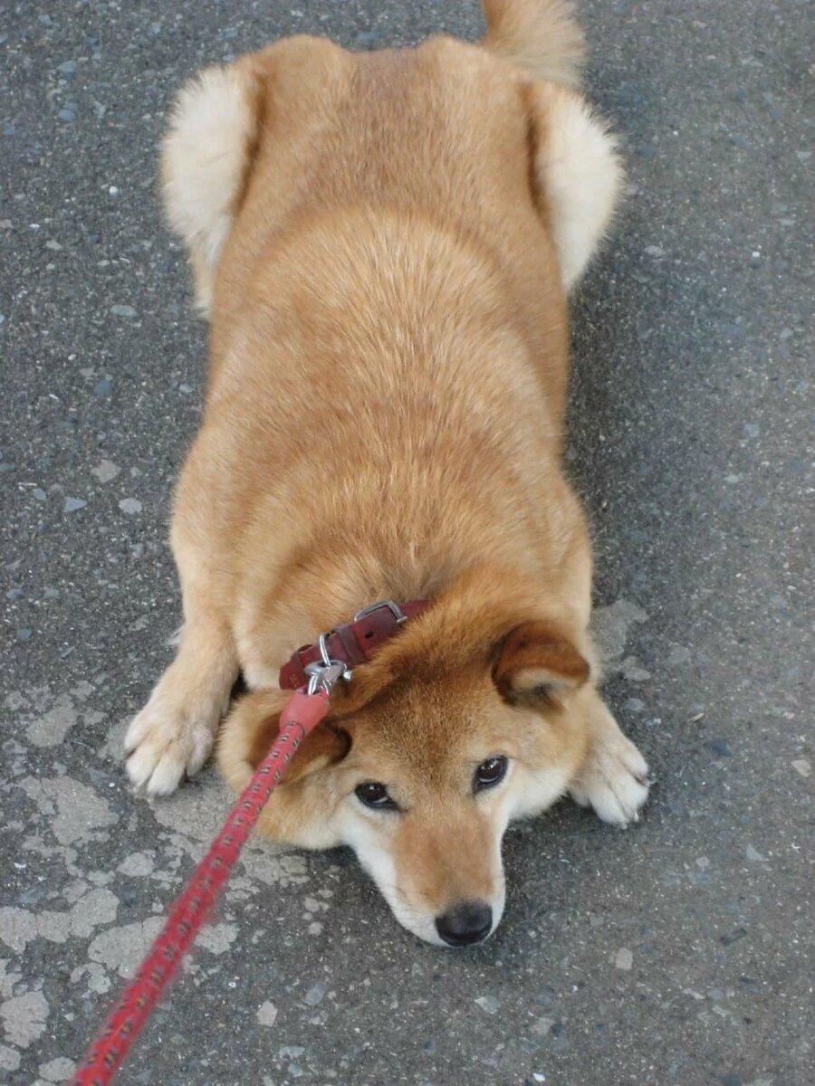 Сиба-ину.  Яндекс.картинки