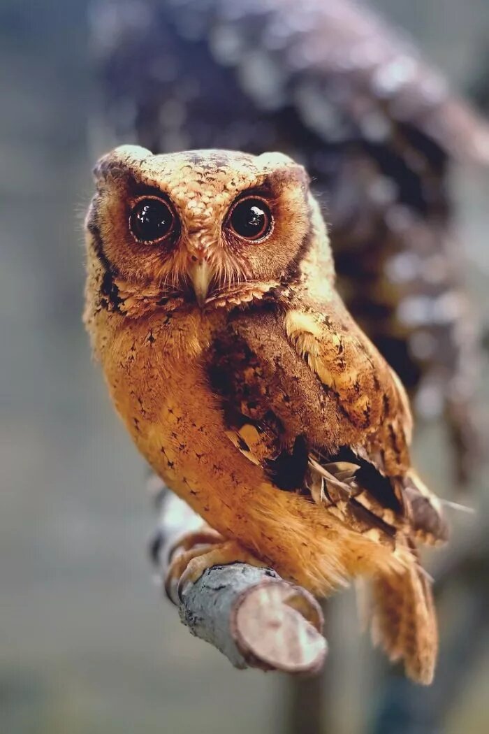 (фото из интернета)