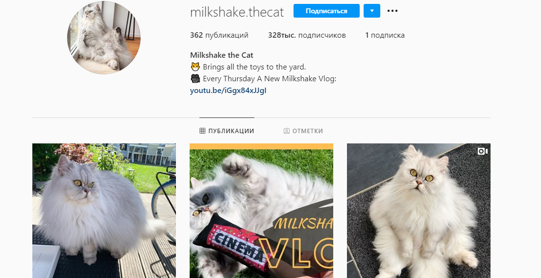 Instagram - milkshake.thecat. 328 тысяч подписчиков. Можете листать карусель и посмотреть на популярных котиков. 