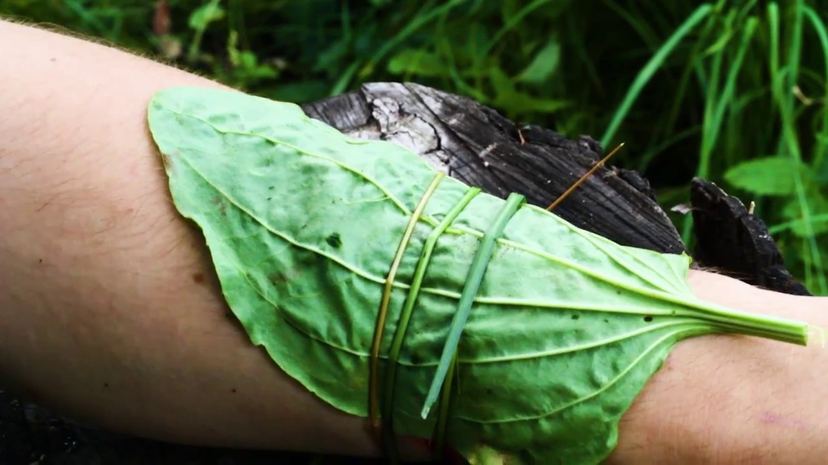 Использование подорожника на месте кровоточащего пореза.
