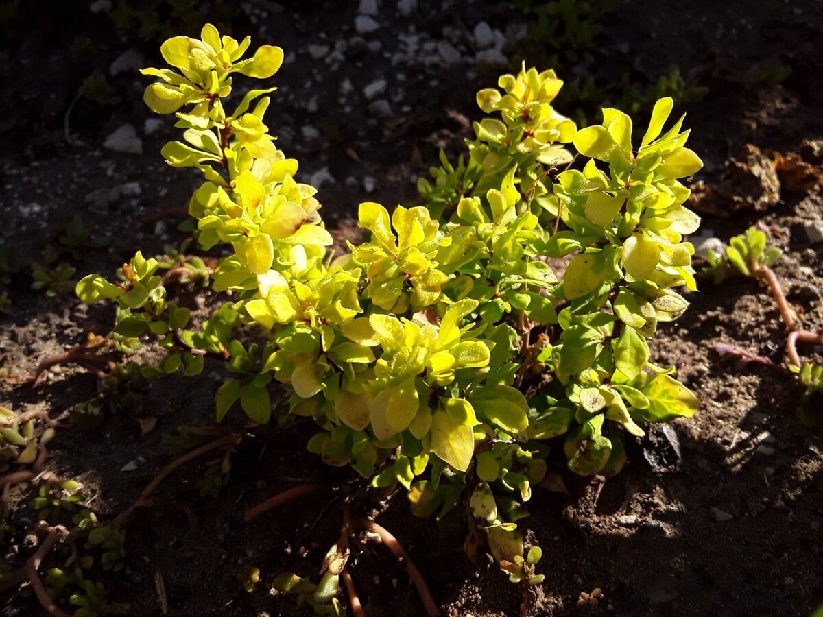 Барбарис Тунберга, сорт Goldalita