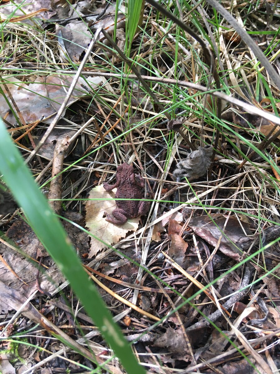 Лягуха. Ящерицу не успели сфоткать