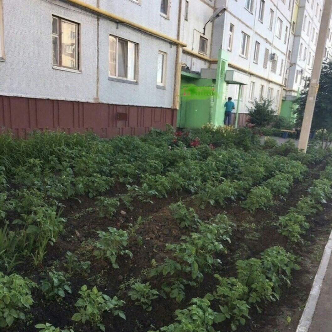 И палисадник под окном и сад и лук на грядках все это вместе было дом