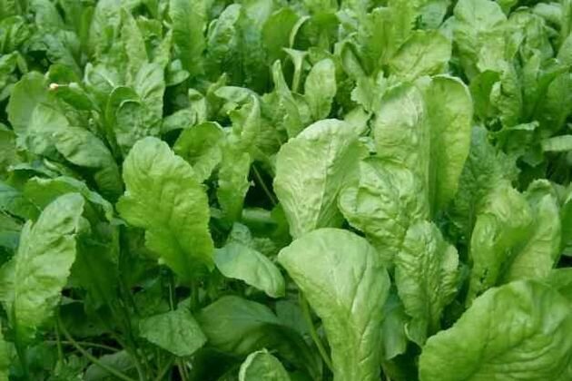   Кресс-салат – всесезонное пряное растение, которое очень легко выращивать круглый год на подоконнике и лоджии. Также растение подходит для открытого грунта.