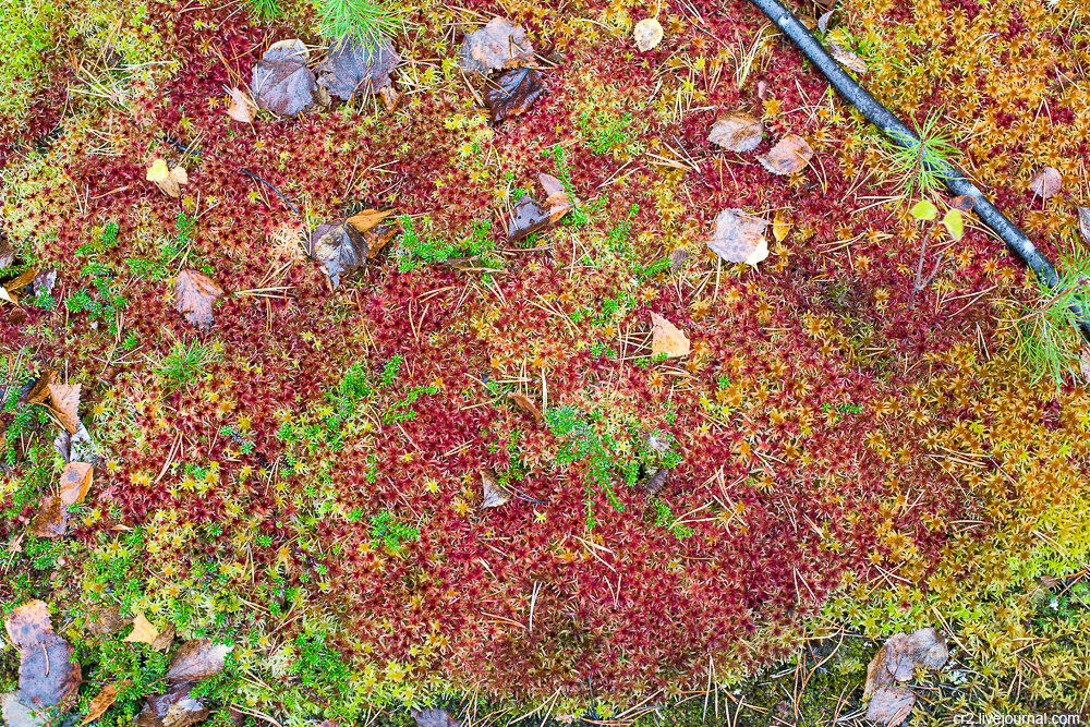 Мох и северная растительность. Карелия 