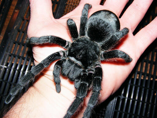 Grammostola Pulchra