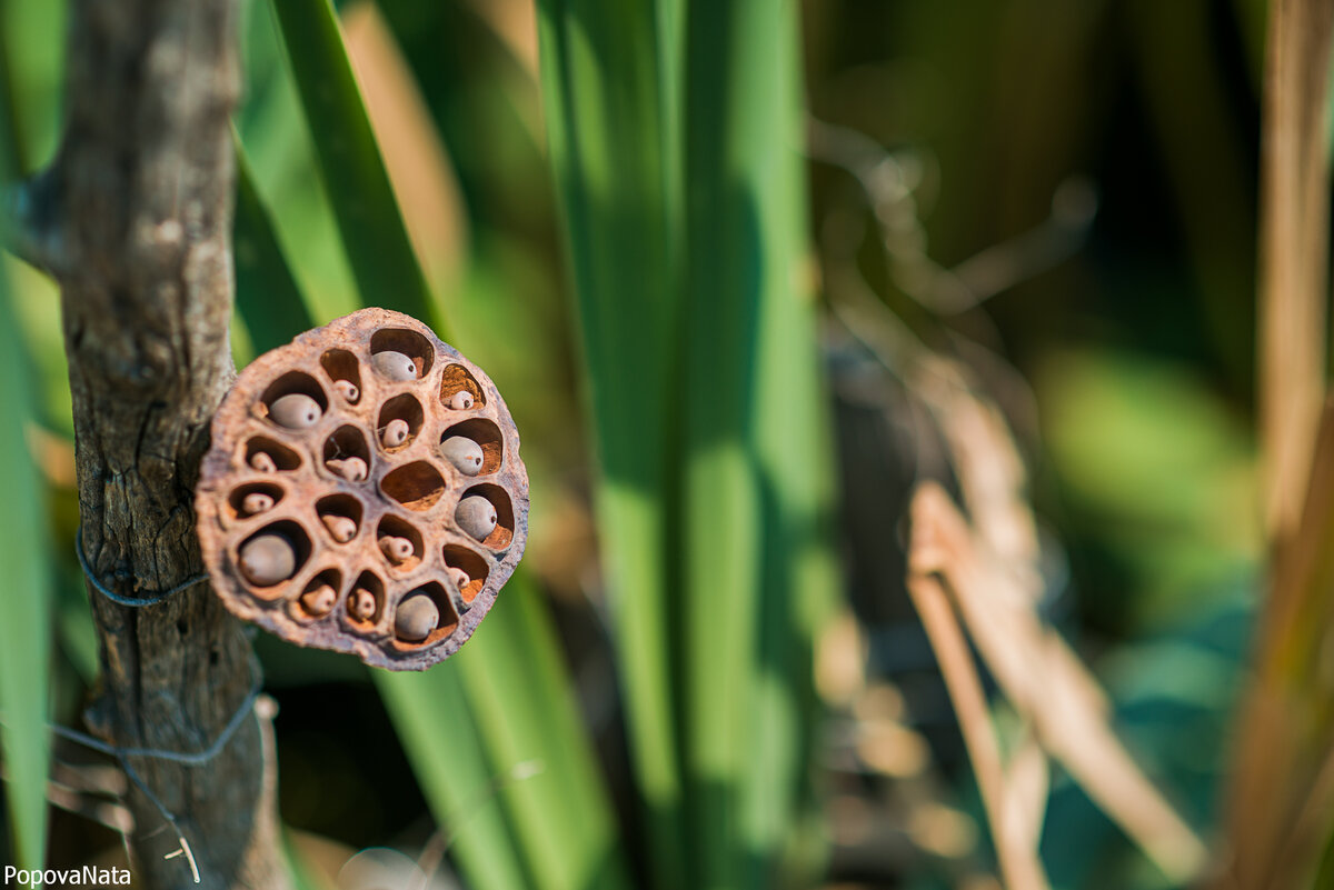 Почему трипофобы боятся лотоса? | Фотограф Попова | Дзен