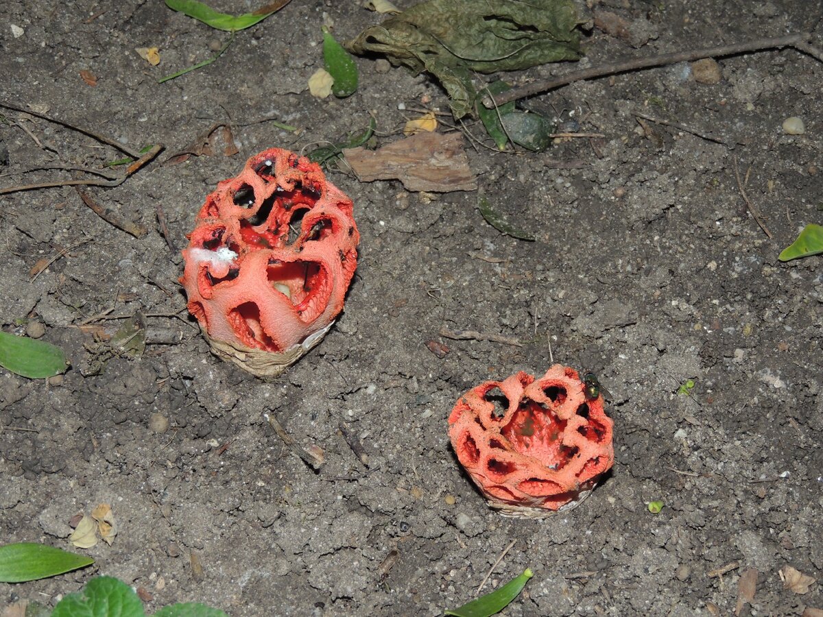 Решёточник красный гриб. Решёточник красный в Кавказском заповеднике. Решеточник красный кавказский заповедник. Гриб решеточник. Редкий красный гриб
