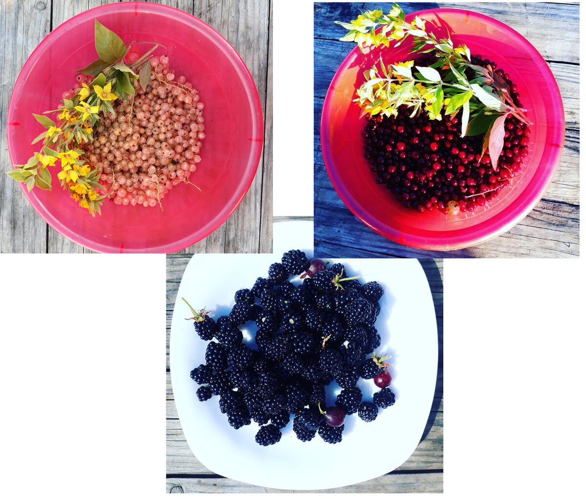 Белая смородина, красная смородина, ежевика