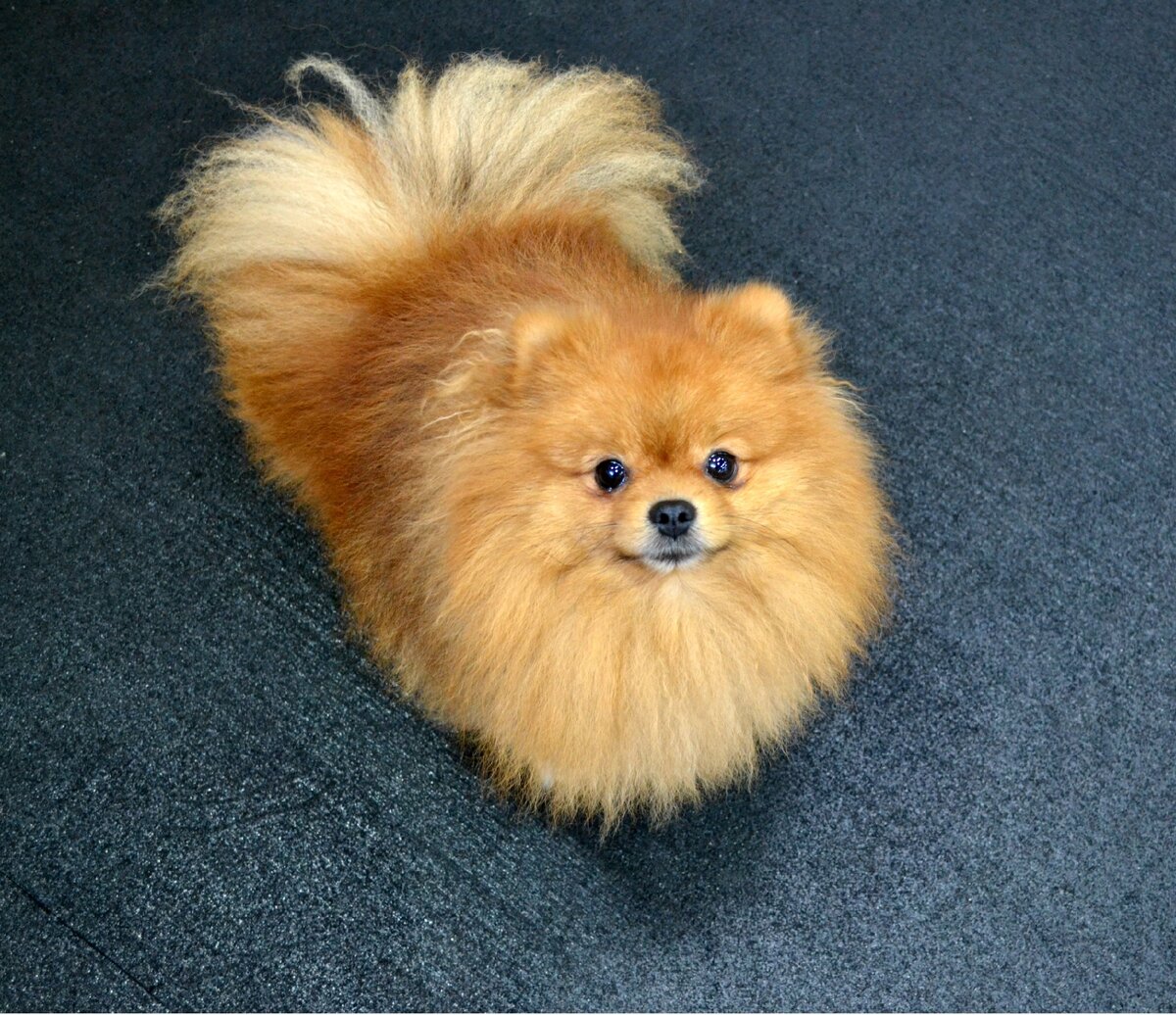 Фото с занятий в Догги-центре