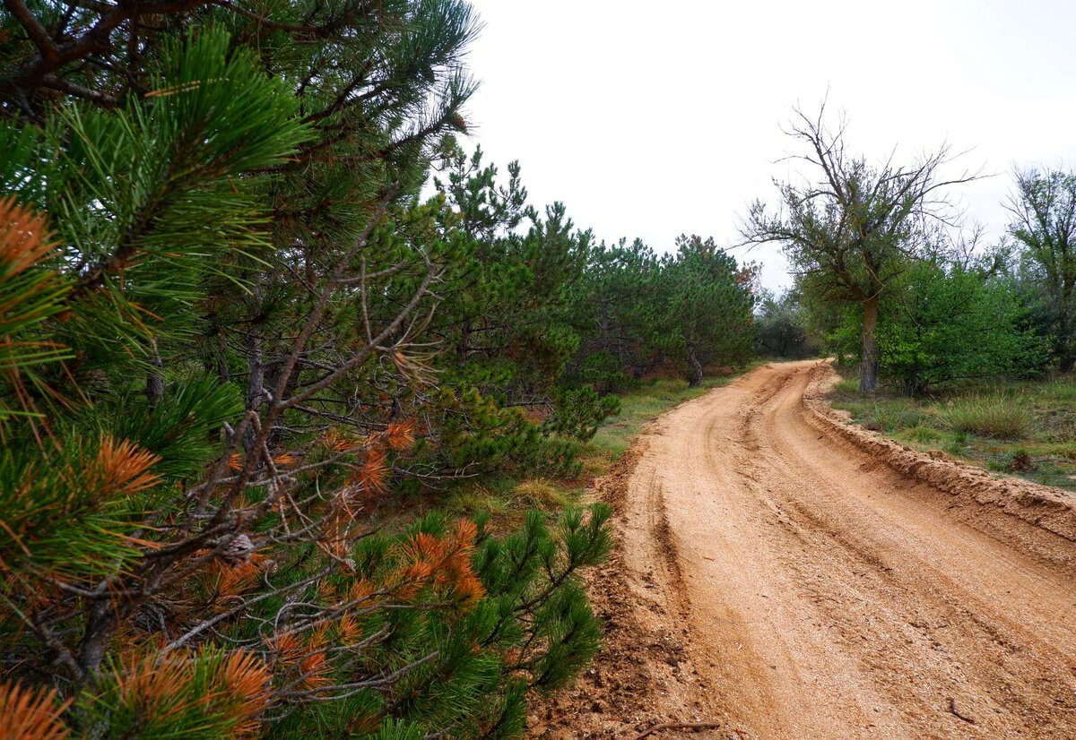 По дороге к морю