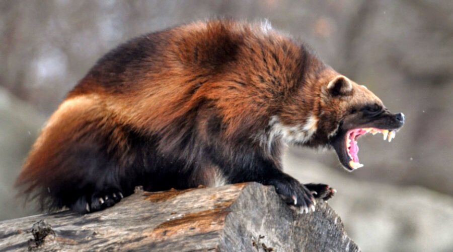 Росомаха - это ловкий и бесстрашный зверь...