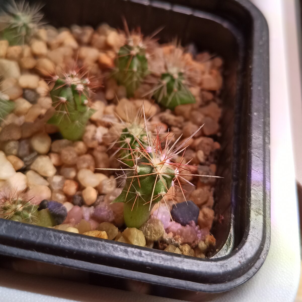 "Забавные ежата" - фото от 11.09.2020