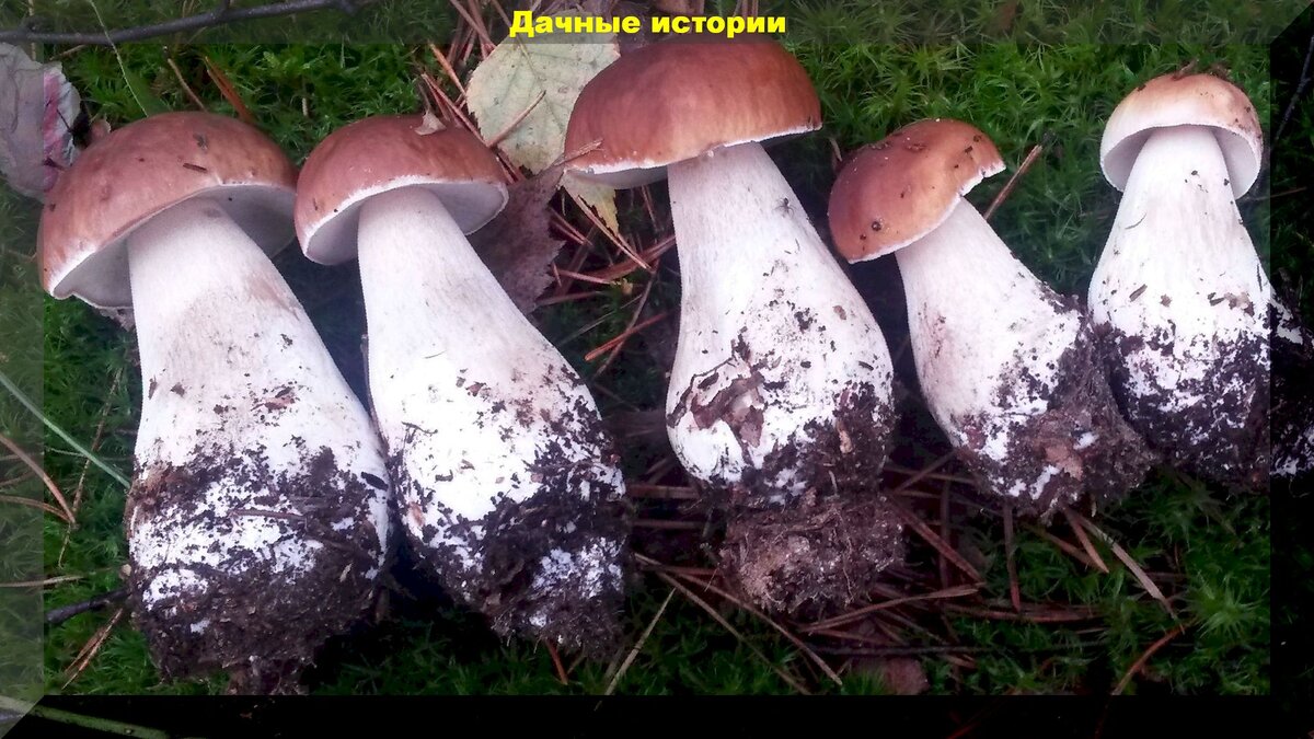 https://vk.com/photo-159774511_457244287